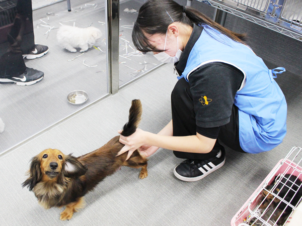 子犬と母犬は２年生がお世話します！